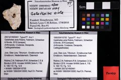 Foto (Objket + Etiketten) von Galatheites aiola (Robins, Feldmann, Schweitzer & Bonde, 2016) 